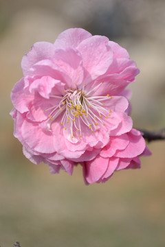 樱花 特写