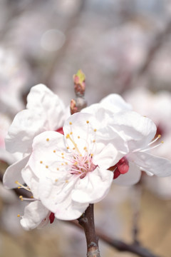 樱花 特写