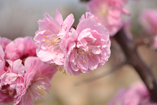 樱花 特写