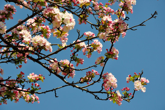 苹果花