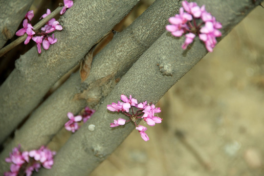 紫荆花