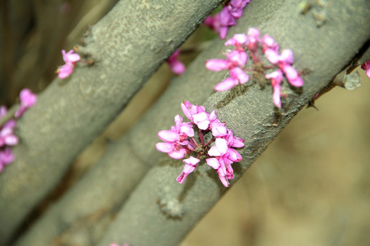 紫荆花