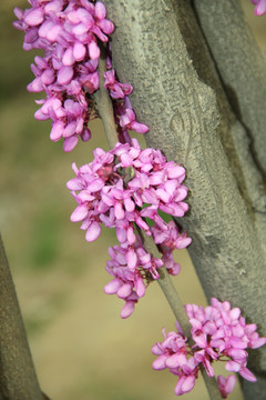 紫荆花