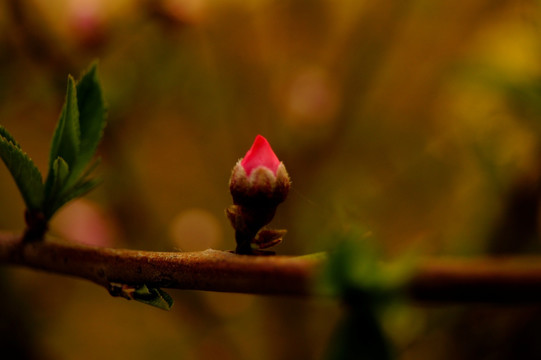 桃花