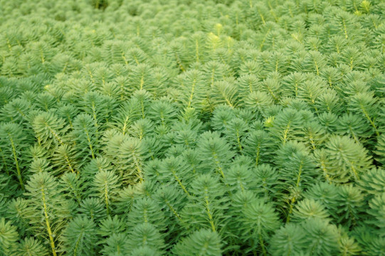 绿色植物