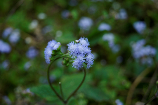 紫花藿香蓟