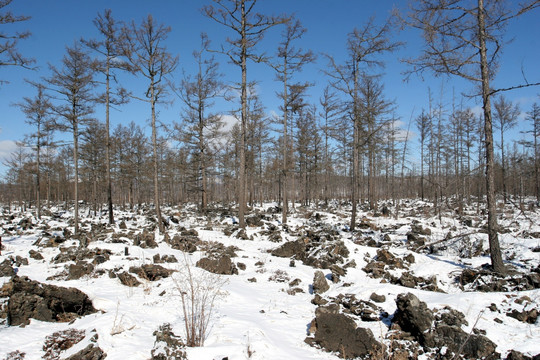 内蒙古阿尔山 石塘林