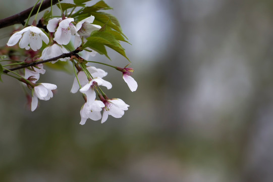 樱花