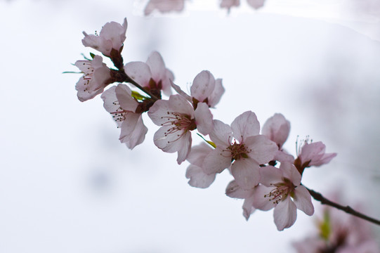 桃花粉色