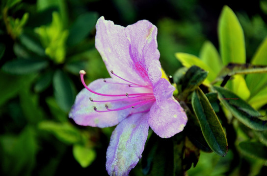 杜鹃花