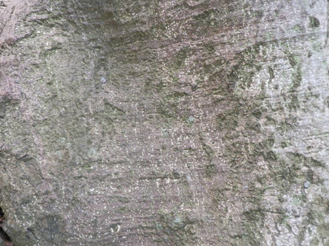树木 树皮