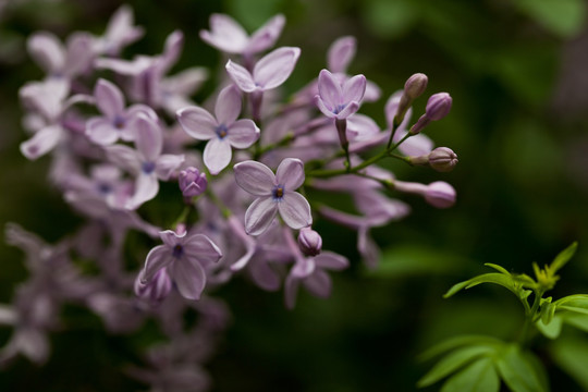 丁香花