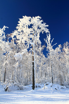 雪林