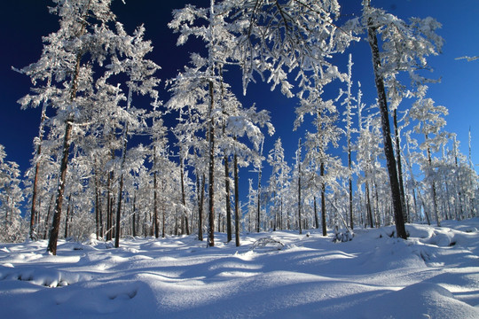 雪林