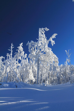 雪林