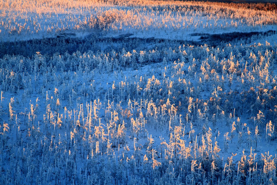 雪林