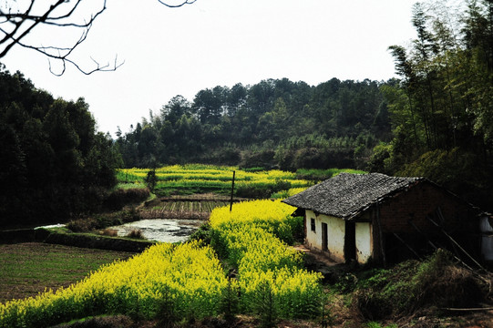 乡村油菜花风景