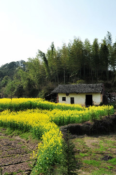 乡村油菜花风景