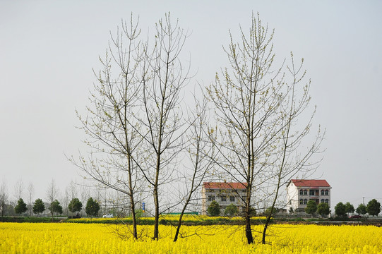 乡村油菜花风景