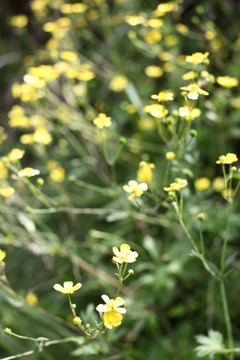 小黄花