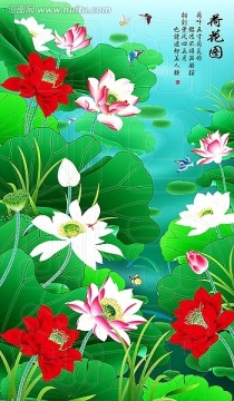 荷花l圖片 荷花 睡蓮