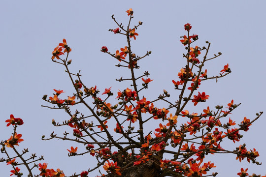 木棉花