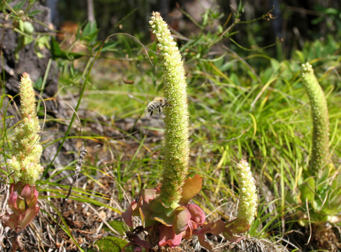 野生植物 草苁蓉