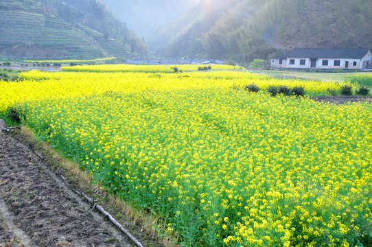 油菜花