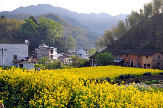 油菜花