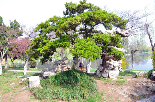 黄杨树