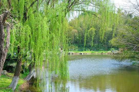 水边垂柳