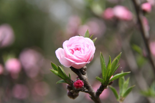 粉红鲜花