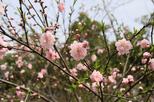 粉红鲜花