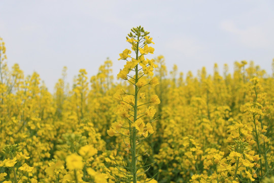 油菜花