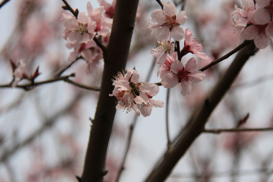 粉红鲜花