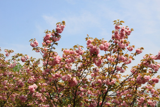 樱花