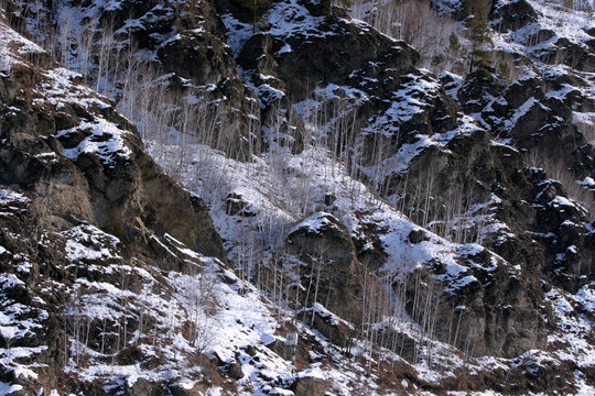 山崖 白桦树