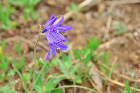 两朵兰花