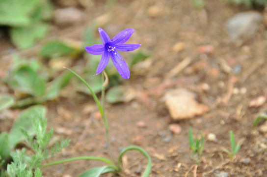 一朵兰花