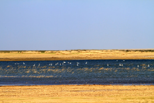 乌兰泡湿地