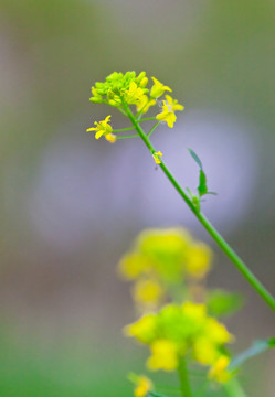 油菜花