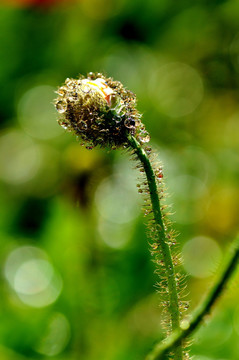 花蕊