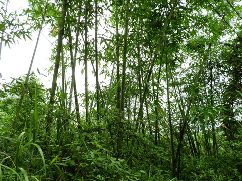 竹 竹子 竹林 自然风景