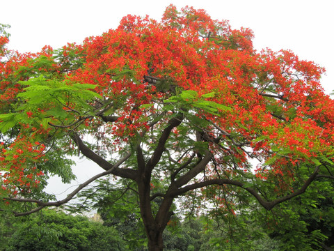 花满枝头 红花盛放