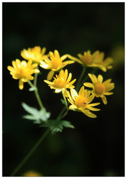 纯背景黄色野花