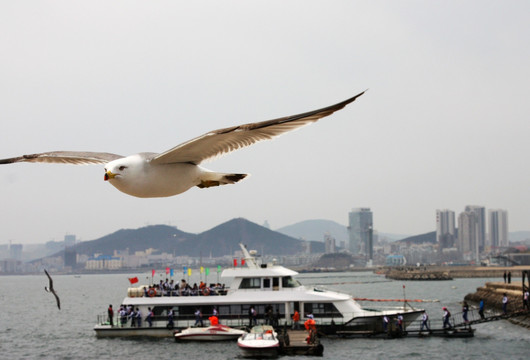 海鸥