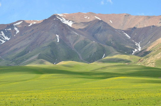 高原草场