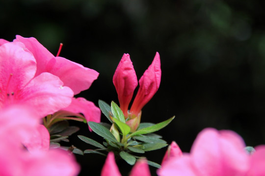 杜鹃花蕾