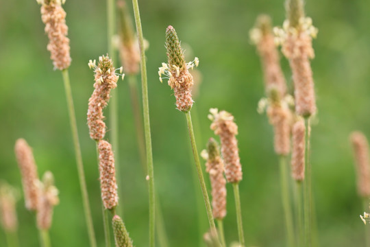 野草