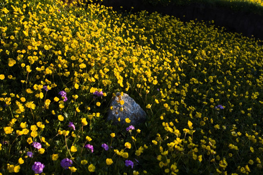 山花烂漫